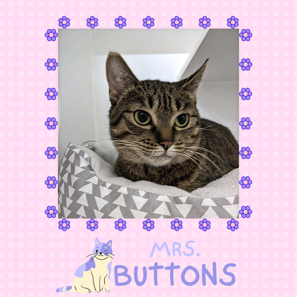 #ServiceSunday – Help Mrs. Buttons Find A Home