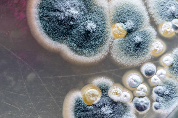 Understanding Mold in Homes: Causes, Health Risks, and Prevention Tips